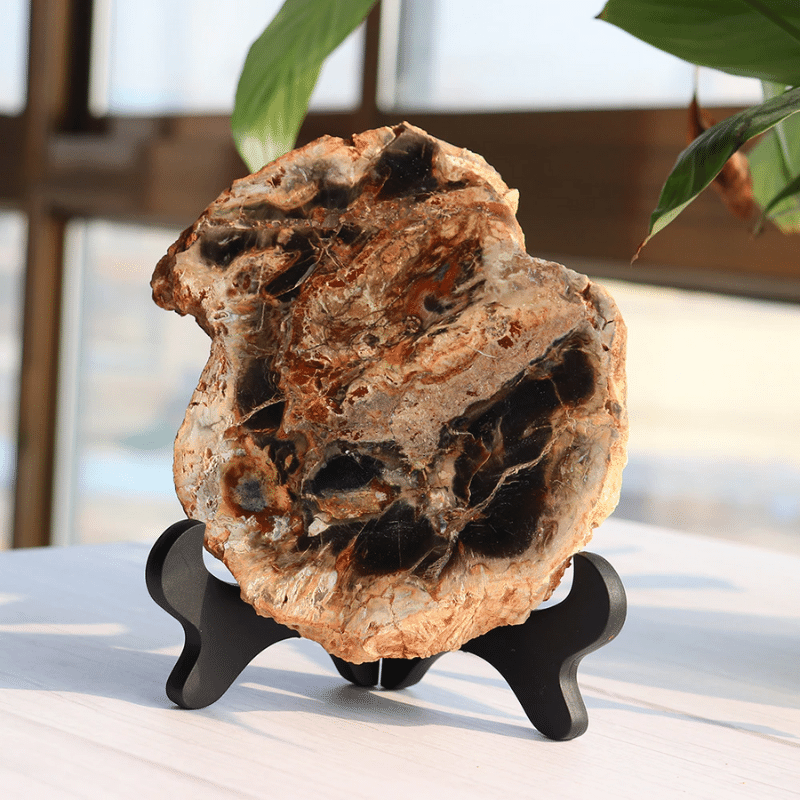 Tranche de Bois Fossilisé | Lithothérapie Stéphanie